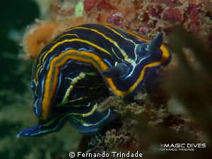 A funny Hypselodoris villafranca trying to watch what I w... by Fernando Trindade 